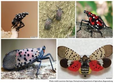 Spotted lanternfly all thumb