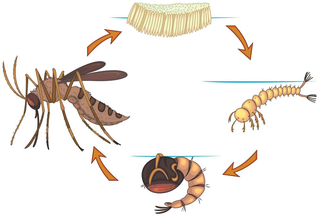 Mosquito life cycle illustration 