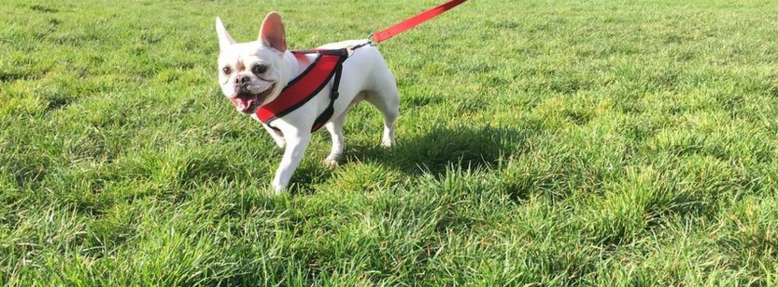 Dog playing at the Bay County Bark Park