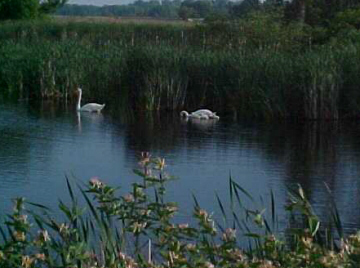 Picture: Wildlife abounds on Bay County trails and greenways.